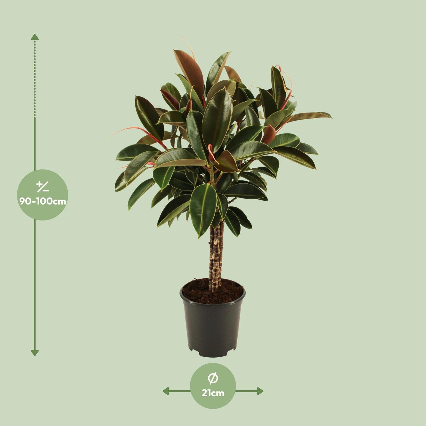 Ficus elastica Melany stam - Ø21cm - ↕90cm - Pflanzfix24