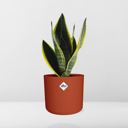 Sansevieria Futura Superba in ELHO b.for soft rond 14cm brique - Pflanzfix24