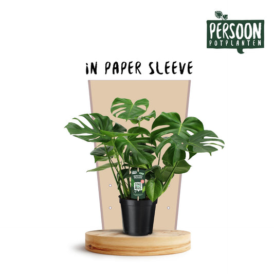 Monstera Deliciosa Ø21cm, 75cm – Pflanzfix24.de - Pflanzfix24.de