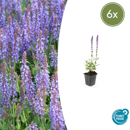 6x Salvia nem. 'Caradonna' - ↕10-25cm - Ø9cm - Pflanzfix24.de - Pflanzfix24.de