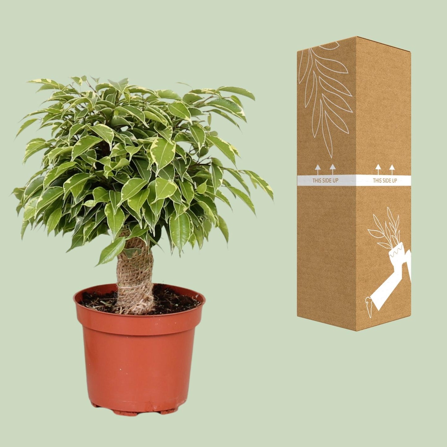 Ficus Benjamina Kinky - Ø12cm - ↕28cm bei Pflanzfix24