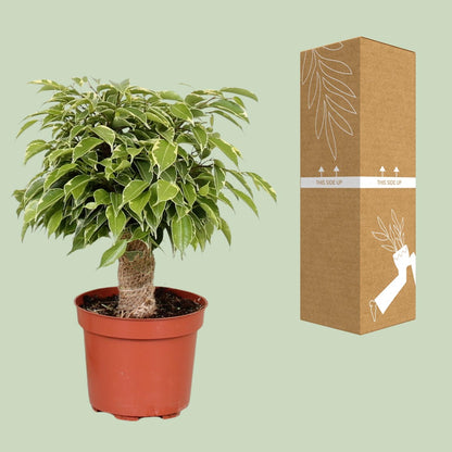 Ficus Benjamina Kinky - Ø12cm - ↕28cm bei Pflanzfix24