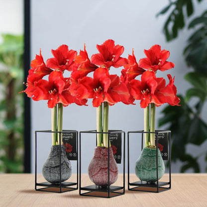 No Water Flowers® (wax amaryllis) | Formz Industrial Mix (3 pack) + Red flower - Pflanzfix24