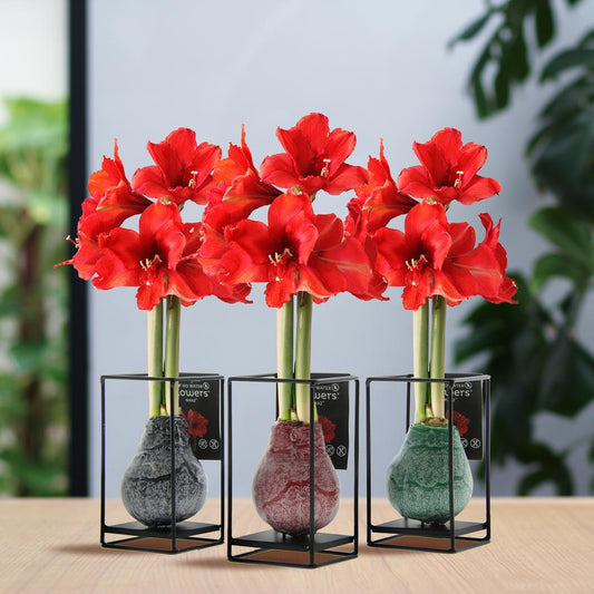 No Water Flowers® (wax amaryllis) | Formz Industrial Mix (3 pack) + Red flower - Pflanzfix24