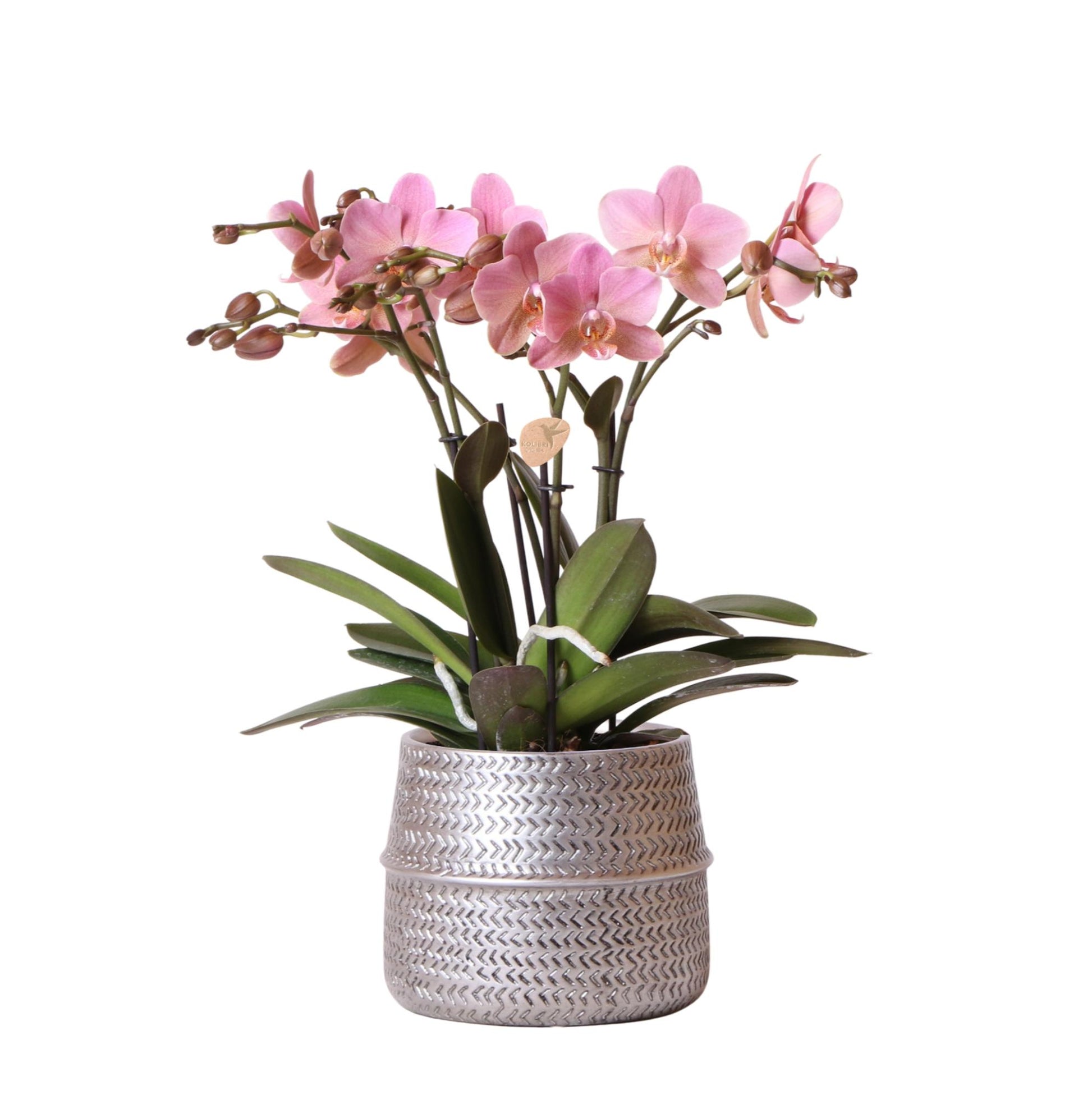 Rosa Orchidee Treviso im Groove-Topf Silber – Pflanzfix24.de - Pflanzfix24.de