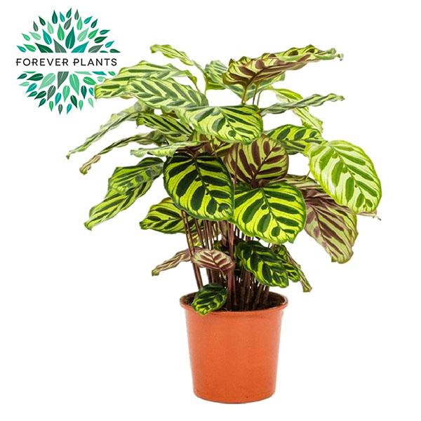 Calathea Makoyana - Ø17cm - pflanzfix24