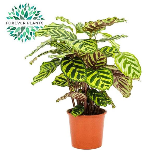 Calathea Makoyana - Ø17cm - pflanzfix24