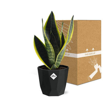 Sansevieria Futura Superba in 14cm b.for rock living black - Pflanzfix24