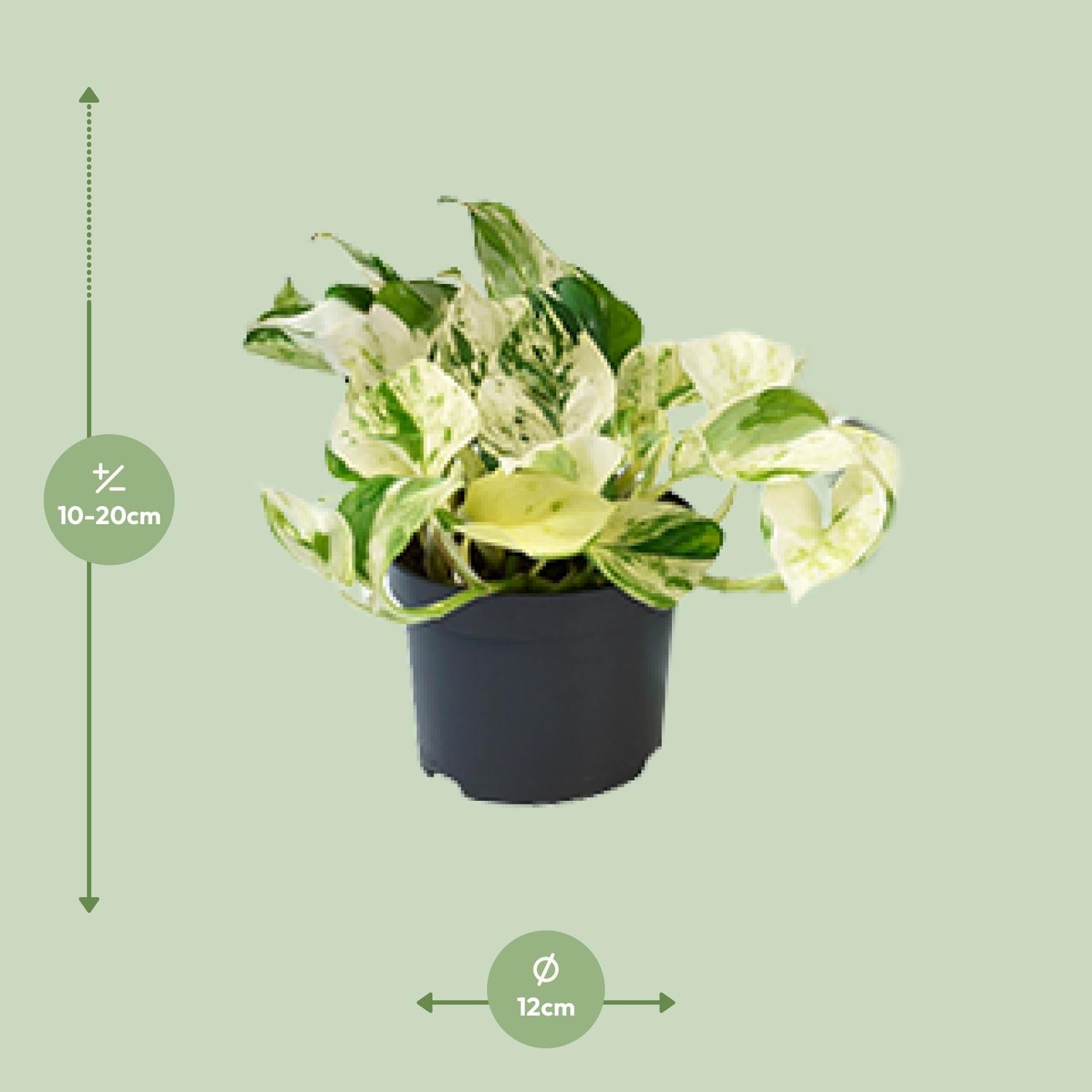 Epipremnum Marble Queen Ø12cm – pflegeleichte Geldpflanze | Pflanzfix24.de - Pflanzfix24.de