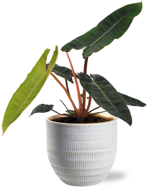 Philodendron Billietiae Ø12cm Weißer Topf | Pflanzfix24