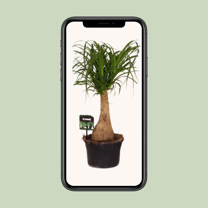 Beaucarnea Nolina - Ø19 ↕60 - Pflanzfix24.de - Pflanzfix24.de