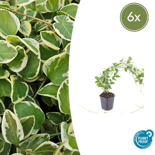 6x Vinca major 'Variegata' - ↕10-25cm - Ø9cm - Pflanzfix24.de - Pflanzfix24.de