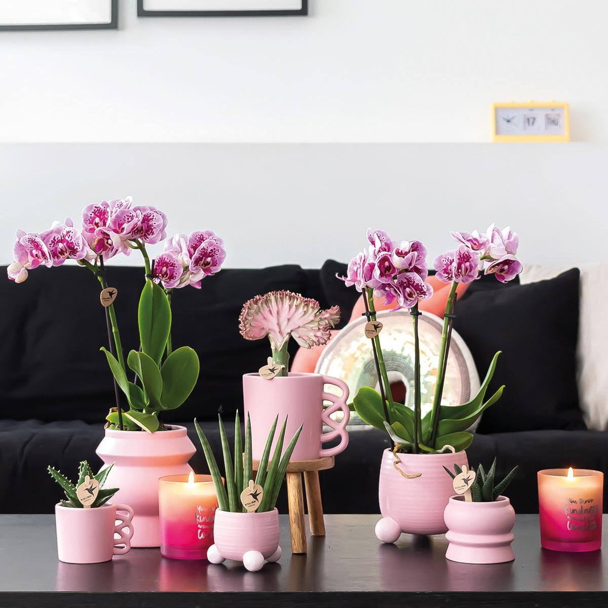 2er Set Phalaenopsis El Salvador Rosa-Lila Ø9cm – Pflanzfix24.de - Pflanzfix24.de