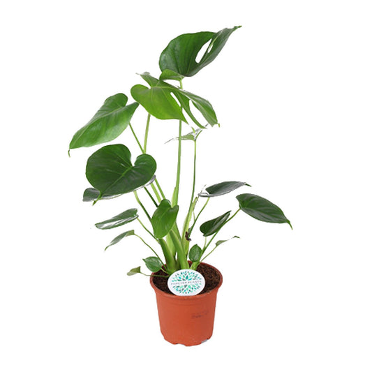 Monstera Deliciosa Ø14cm – Schweizer Käse-Pflanze | Pflanzfix24