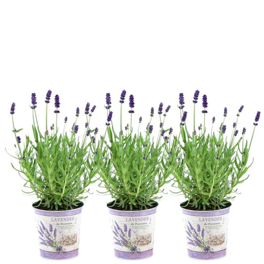 Lavandula angustifolia Felice® 3er-Set im Dekotopf – Pflanzfix24.de - Pflanzfix24.de