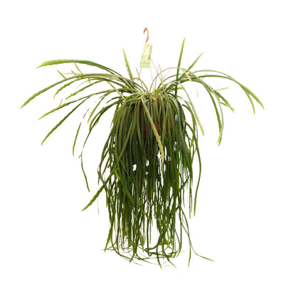 Lepismium Bolivianum - Ø21 ↕70 bei Pflanzfix24