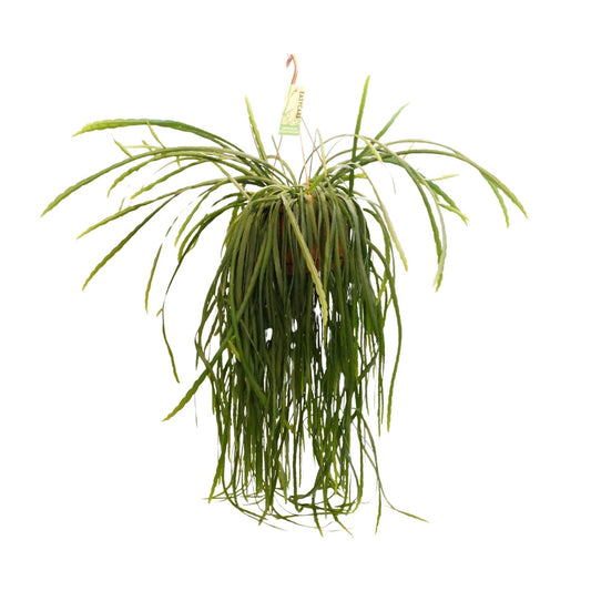 Lepismium Bolivianum - Ø21 ↕70 bei Pflanzfix24