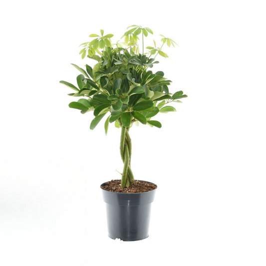 Schefflera Compacta Nora - Ø17cm - ↕60cm - pflanzfix24