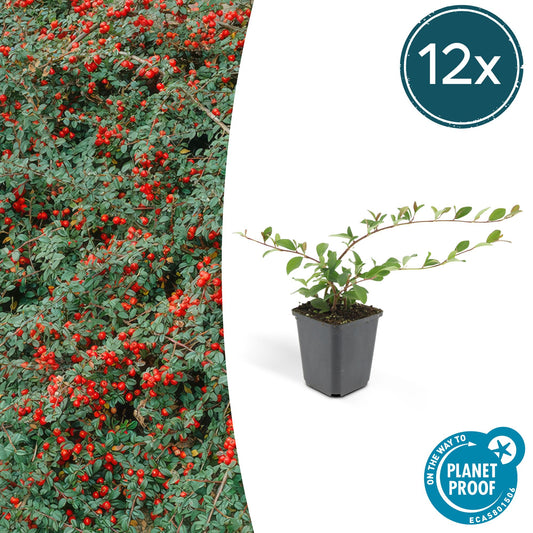 12x Cotoneaster dammeri – Pflegeleichter Bodendecker | Pflanzfix24.de - Pflanzfix24.de