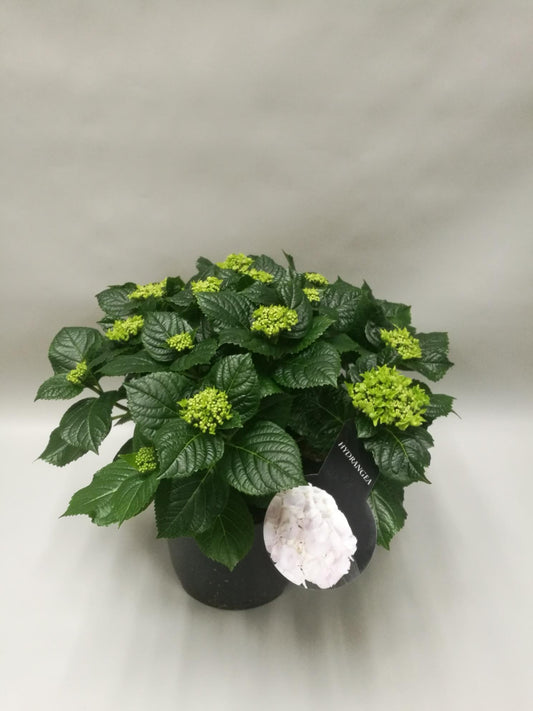 Hydrangea Crystal Palace - Ø23cm - ↕45cm bei Pflanzfix24