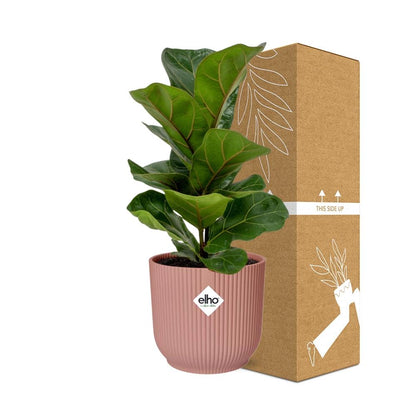 Ficus Lyrata Bambino im ELHO Vibes Fold 14cm – Pflanzfix24