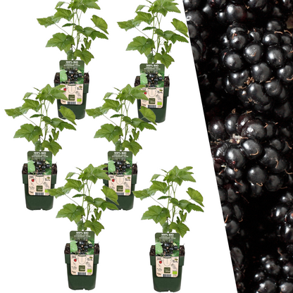6 x Brombeerenpflanzen BIO - Ø 13 cm - ↨ 20 cm - Pflanzfix24