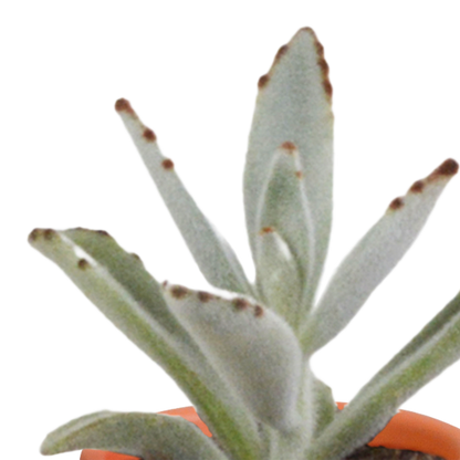 Cactus en vetplanten Mischung 5,5 cm | 15 stück - in Mexicaanse pot - Pflanzfix24.de - Pflanzfix24.de
