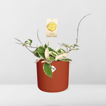 Hoya Carn.’Krimson Queen’ in ELHO b.for soft rond 14cm brique - Pflanzfix24
