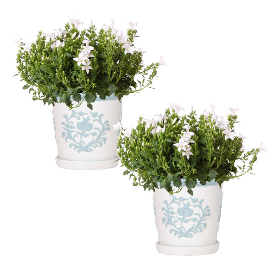 2x Campanula Addenda Ambella White in Malaga-Dekotöpfen - Topfgröße 12 cm - Staude - winterhart - Pflanzfix24
