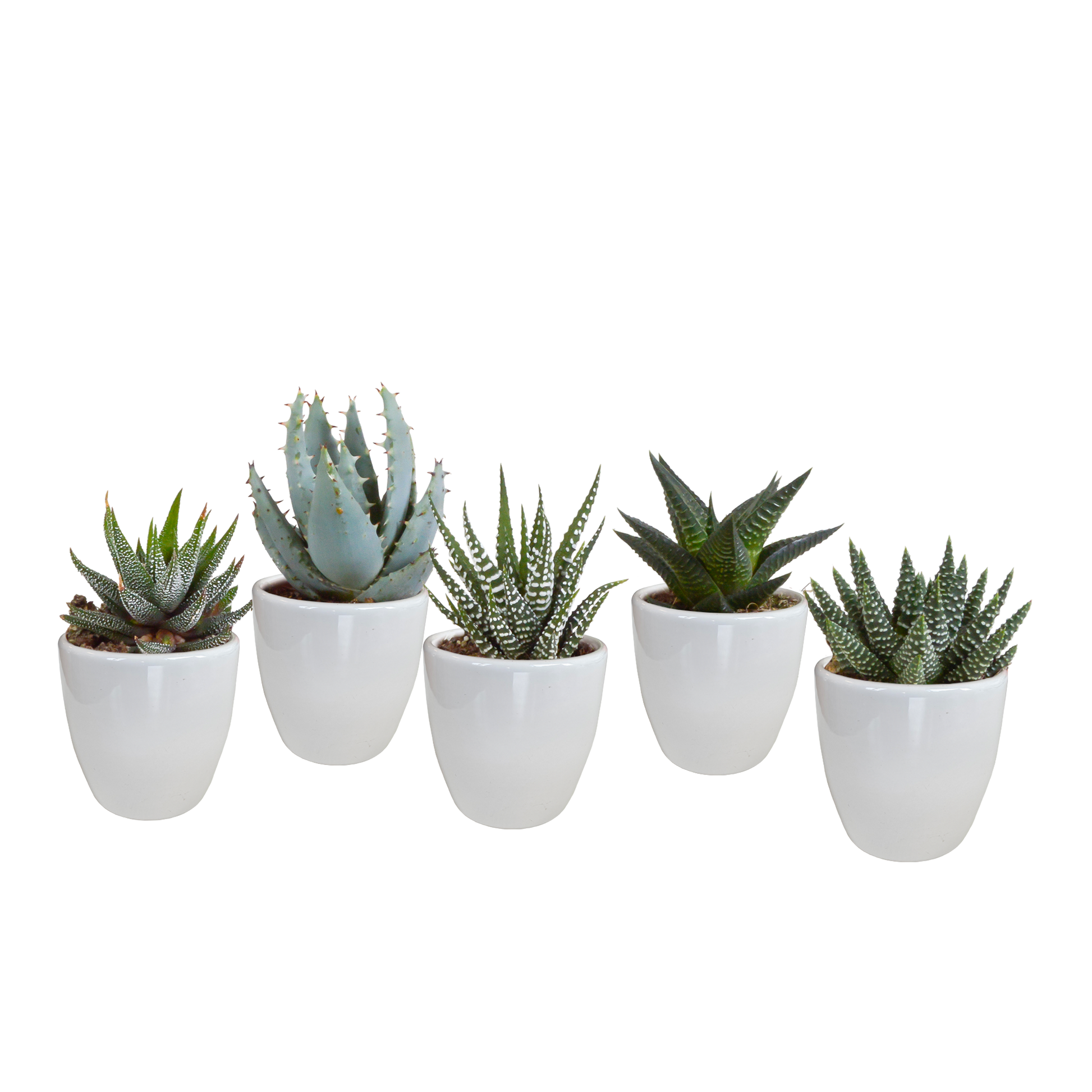 Gasteria/Haworthia-Mischung 5,5cm - 5x - Pflanzfix24.de - Pflanzfix24.de
