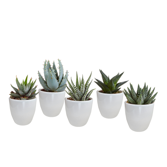Gasteria/Haworthia-Mischung 5,5cm - 5x - Pflanzfix24.de - Pflanzfix24.de