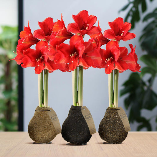 No Water Flowers® (wax amaryllis) | Naturalz Corkz Mix (3 pack) + Red flower - Pflanzfix24