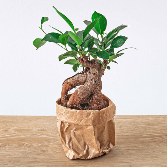 Ficus microcarpa ginseng bonsai - Potmaat 9 bei Pflanzfix24.de - Pflanzfix24.de