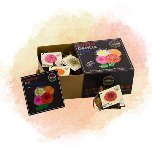 Flowerbulbs Amsterdam - Dutch Dahlia Mix - Pflanzfix24.de - Pflanzfix24.de