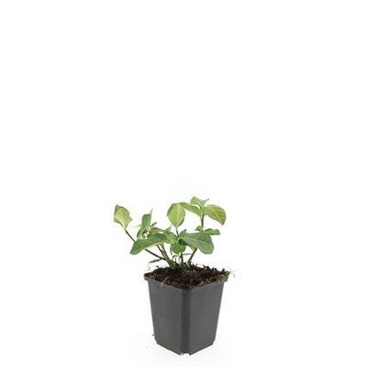 24x Euonymus fort. 'Dart's Blanket' - ↕10-25cm - Ø9cm - Pflanzfix24