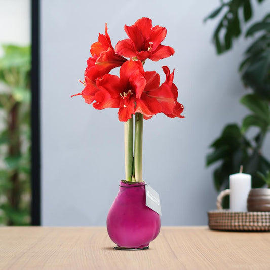 No Water Flowers® (wax amaryllis) | Waxz® Colours - Pink + Red flower - Pflanzfix24
