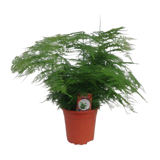Asparagus Setaceus - Ø17cm - ↕45cm - Pflanzfix24