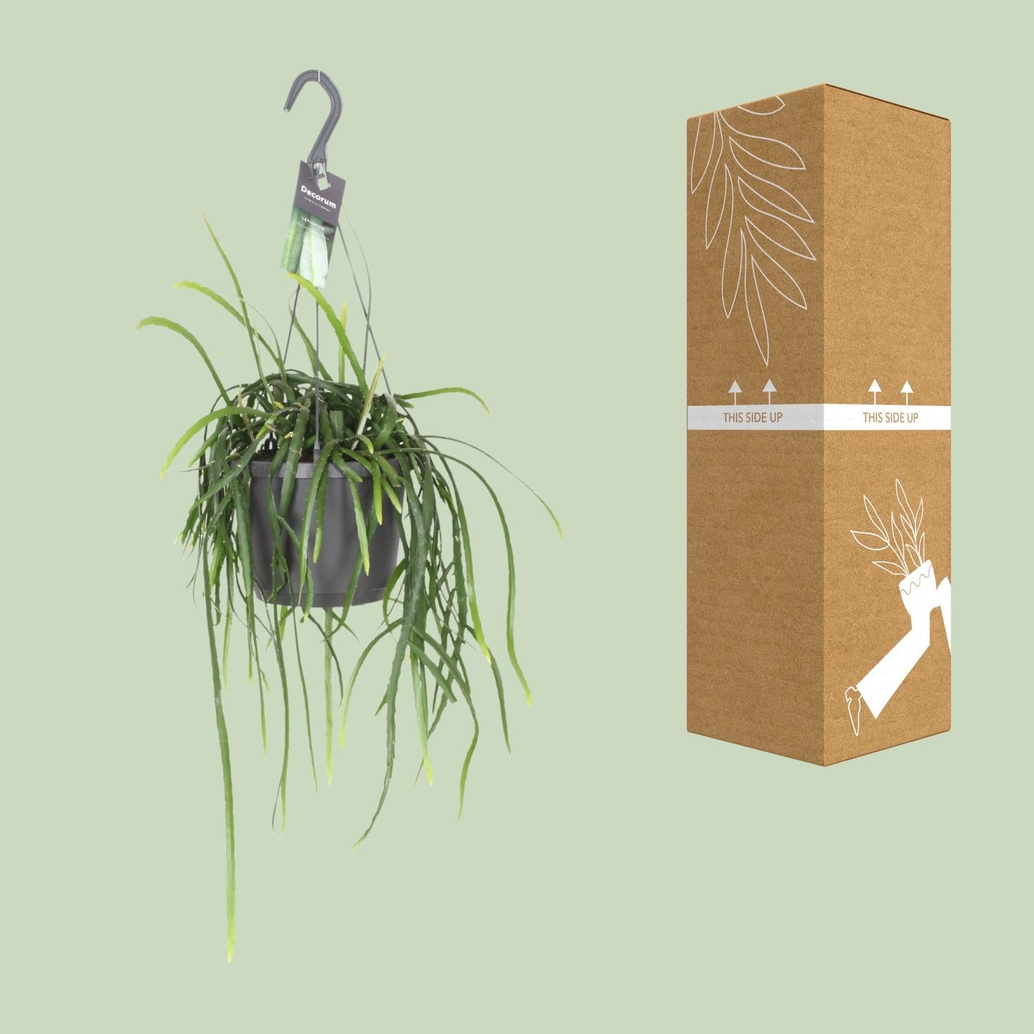 Lepismium Bolivianum – Kaktus 40 cm Ø17 | Pflanzfix24.de - Pflanzfix24.de