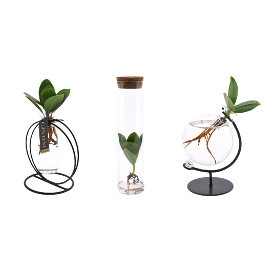 Clusia in Glas Bundle - 3 Stücke - Ø5cm - ↕10cm - Pflanzfix24