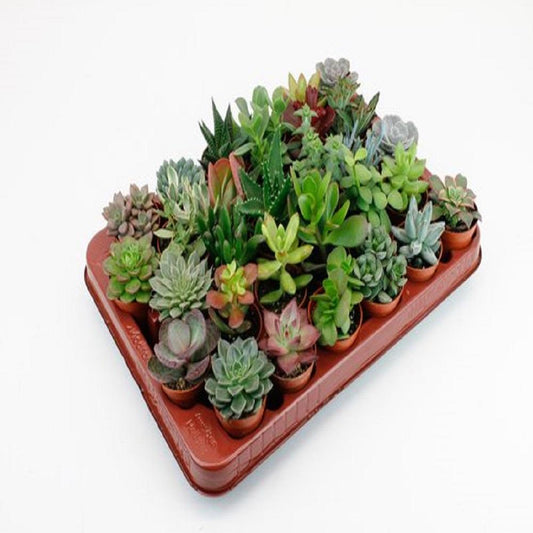 Succulenten 30er Set Ø5,5cm Topf – Pflanzfix24.de - Pflanzfix24.de