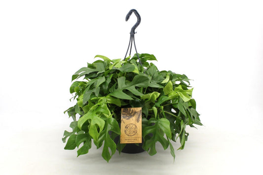 Monstera Minima 27cm HP - Pflanzfix24
