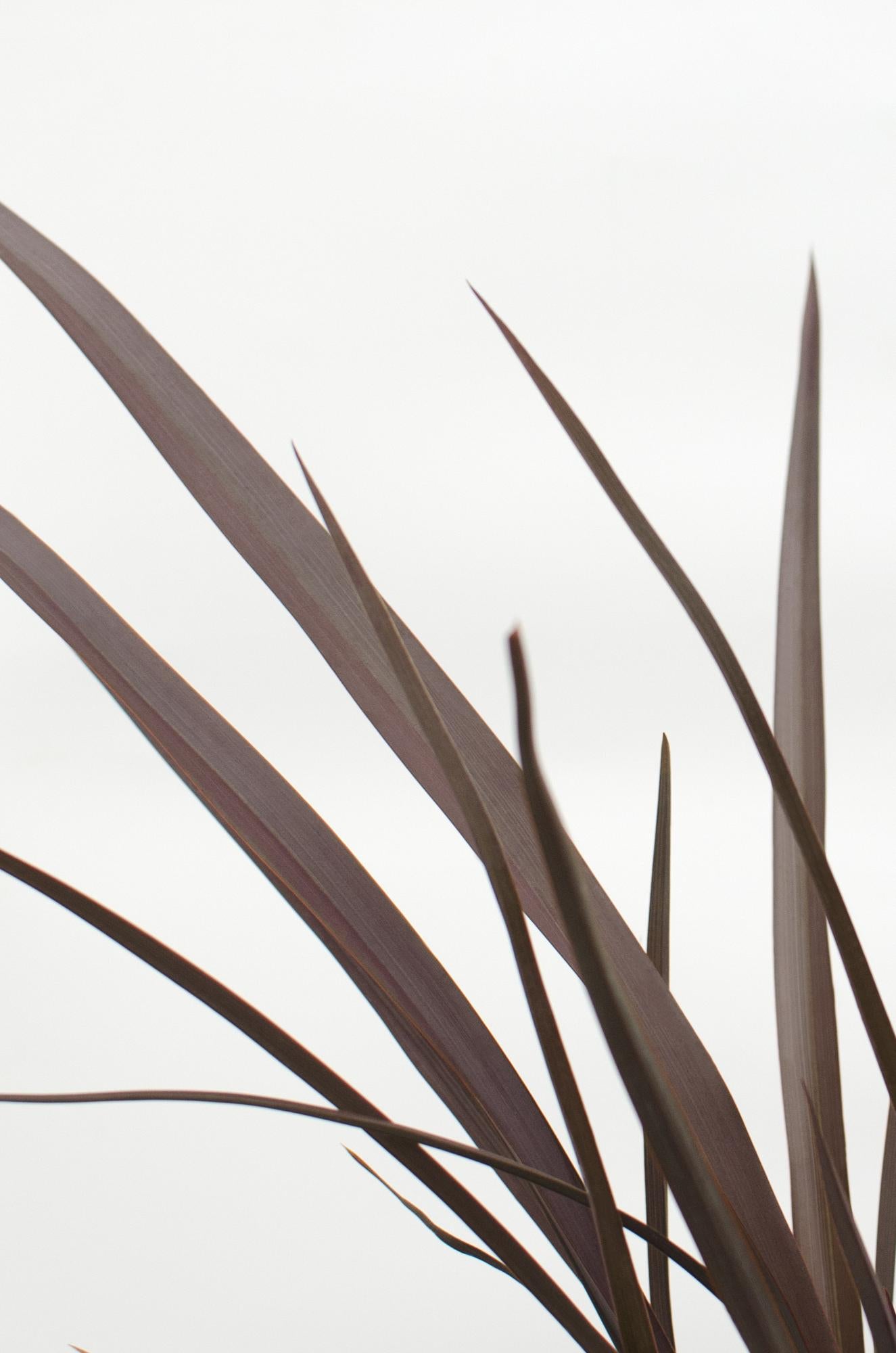 Phormium 'Rubra Nana' - Pflanzfix24