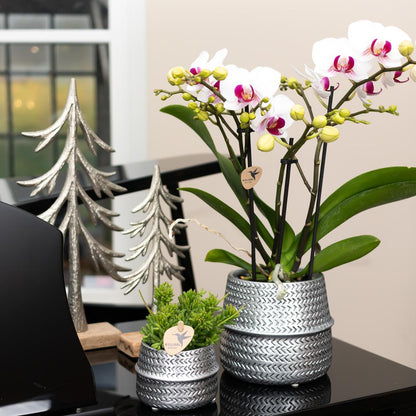 Phalaenopsis Gent Orchidee Weiß im Silbertopf – Pflanzfix24.de - Pflanzfix24.de