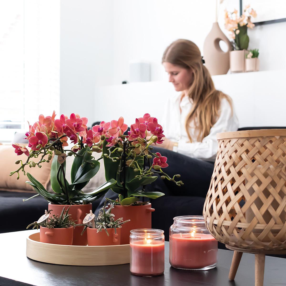 2er Set Phalaenopsis Kongo Rot Ø9cm – Combi Deal | Pflanzfix24.de - Pflanzfix24.de
