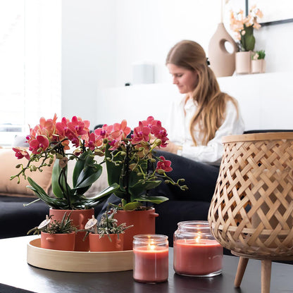 2er Set Phalaenopsis Kongo Rot Ø9cm – Combi Deal | Pflanzfix24.de - Pflanzfix24.de