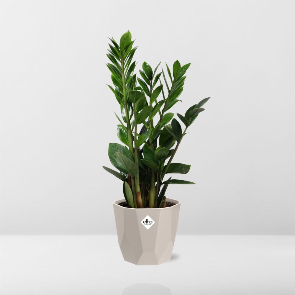 Zamioculcas - Hoogte 45-50 in ELHO b.for rock 14 cm warm grey by Pflanzfix24