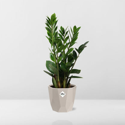 Zamioculcas - Hoogte 45-50 in ELHO b.for rock 14 cm warm grey by Pflanzfix24