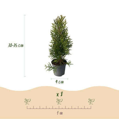 GreenboutiQ - Thuja occidentalis Smaragd Heckenpflanze - 8 Pflanzen - Pflanzfix24.de - Pflanzfix24.de
