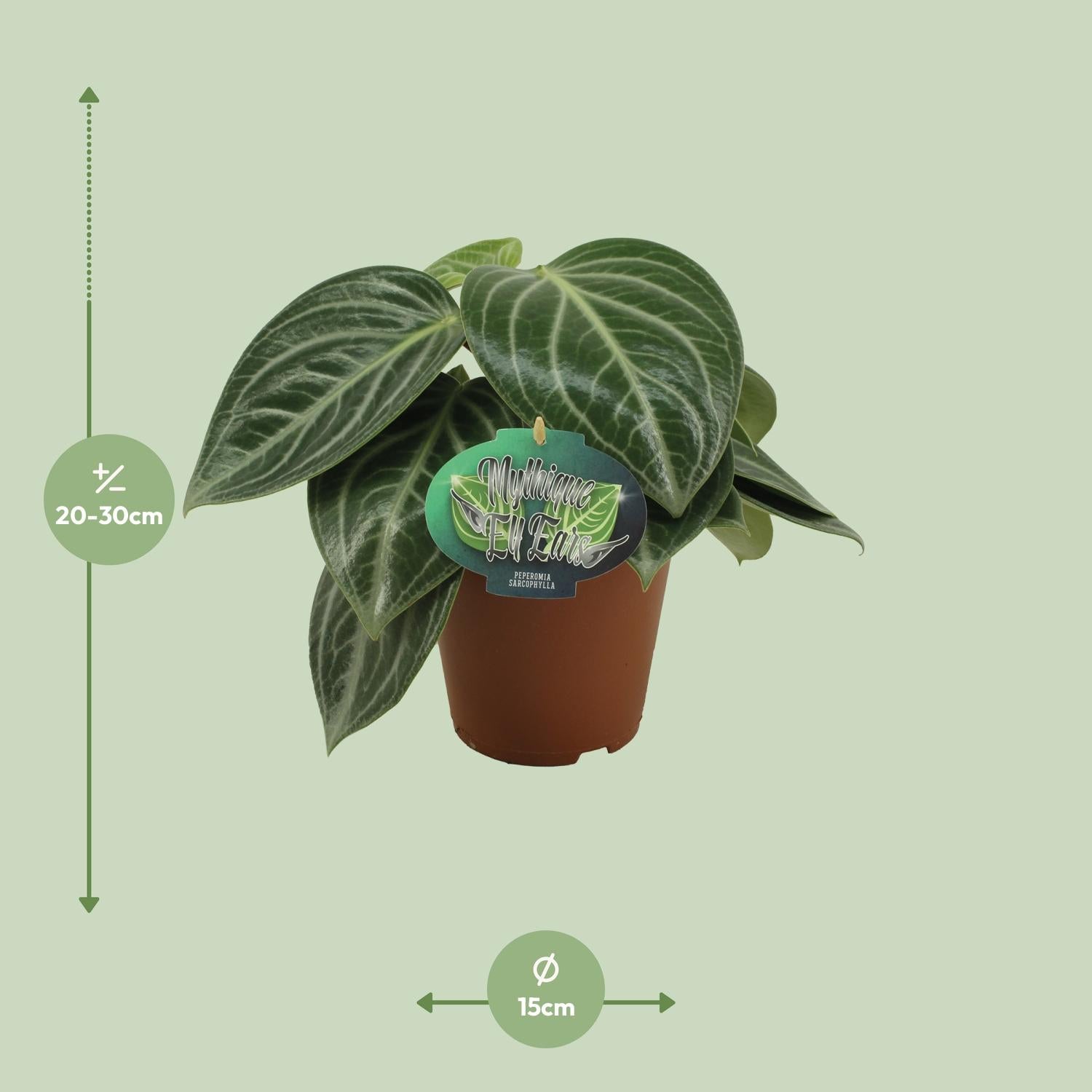 Peperomia Sarcophylla Ø15cm – Pflegeleicht | Pflanzfix24.de - Pflanzfix24.de