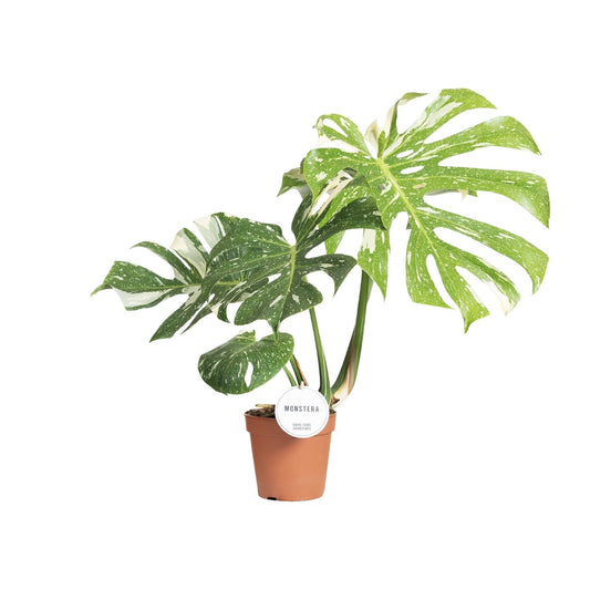Monstera Thai Constellation Ø15cm, 40-50cm hoch | Pflanzfix24